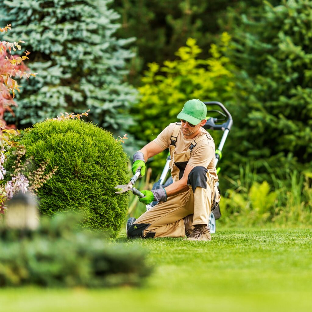 Landscape Gardening Professional Shaping Shrub